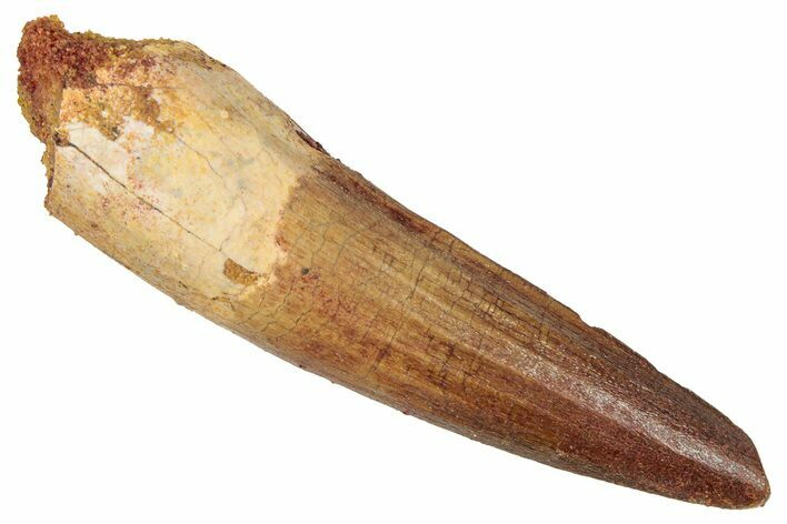 Fossil Spinosaurus Tooth - Real Dinosaur Tooth #344375